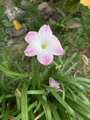 Zephyranthes robusta