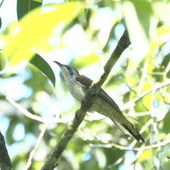 Cacomantis sonneratii