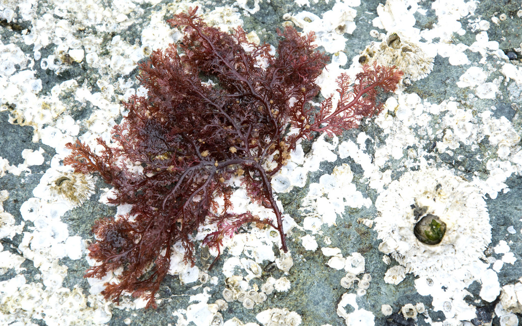 Plocamium Cartilagineum Pacificum (Rocky Intertidal Species Southern ...