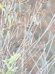 Aimophila notosticta