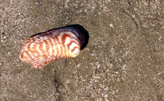 Arca pacifica