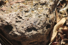 Tapinoma melanocephalum