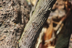 Tapinoma melanocephalum