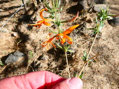 Anisacanthus