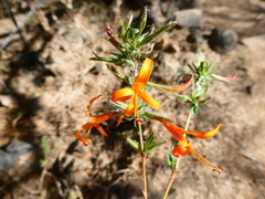 Anisacanthus
