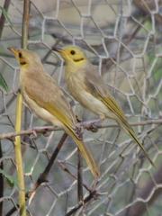 Ptilotula flavescens