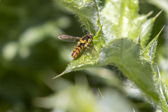 Sphaerophoria pyrrhina