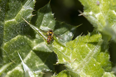 Sphaerophoria pyrrhina