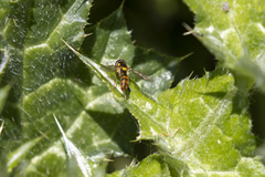 Sphaerophoria pyrrhina