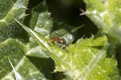 Sphaerophoria pyrrhina