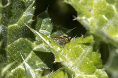 Sphaerophoria pyrrhina