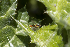 Sphaerophoria pyrrhina