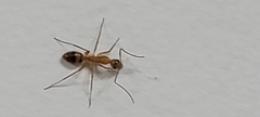 Camponotus conspicuus