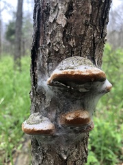 Phellinus