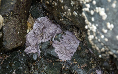 Chamberlainium tumidum