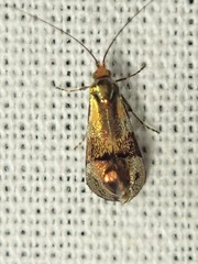 Nemophora topazias