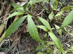Ageratina riparia