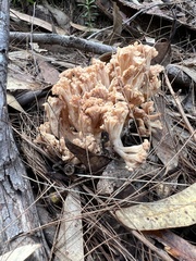 Ramaria capitata