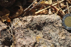 Tapinoma melanocephalum