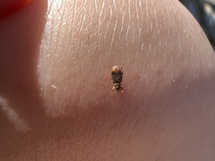 Orchestes steppensis