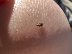 Orchestes steppensis