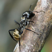 Myrmepomis - Photo (c) Cameron Eckert, some rights reserved (CC BY-NC), uploaded by Cameron Eckert