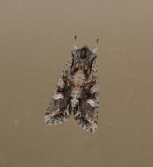 Ichneutica insignis