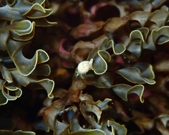 Cystiscus obesulus