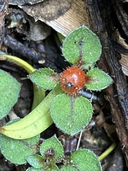 Nertera dichondrifolia