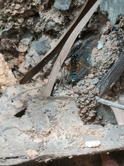 Glabridorsum stokesii