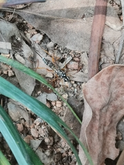 Glabridorsum stokesii