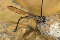 Argia indicatrix