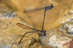 Argia indicatrix