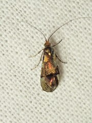 Nemophora topazias