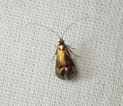 Nemophora topazias