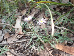 Brachyscome graminea