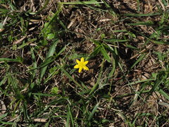 Hypoxis aurea