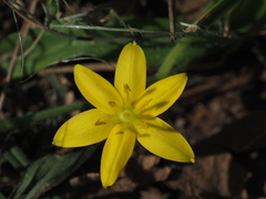 Hypoxis aurea