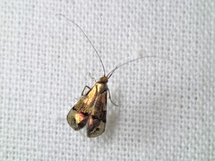 Nemophora topazias
