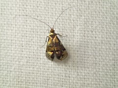 Nemophora topazias