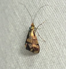 Nemophora topazias