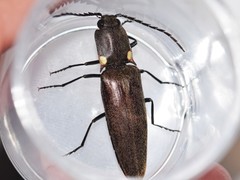 Ignelater havaniensis