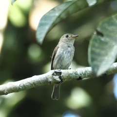 Muscicapa williamsoni