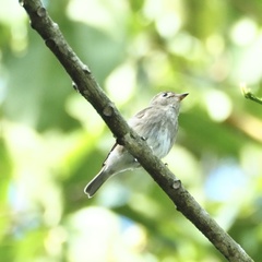 Muscicapa williamsoni
