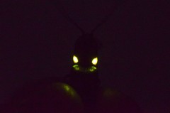 Ignelater havaniensis