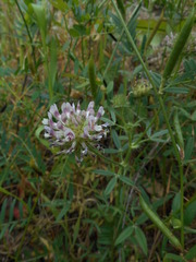 Trifolium obtusiflorum