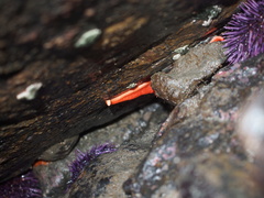 Henricia leviuscula
