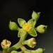 Corniculate Cayratia - Photo no rights reserved, uploaded by 葉子