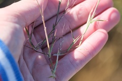 Muhlenbergia microsperma