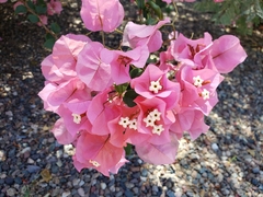 Bougainvillea